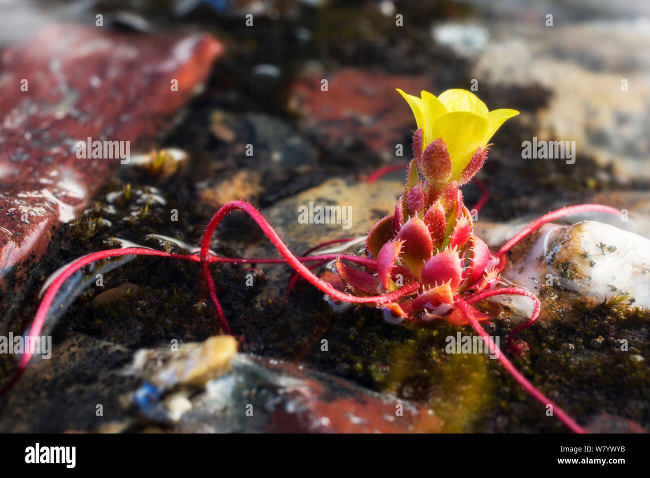 Spider saxifrage (Saxifraga flagellaris) growing on wet ground, Svalbard, Norway, June. Stock Photo