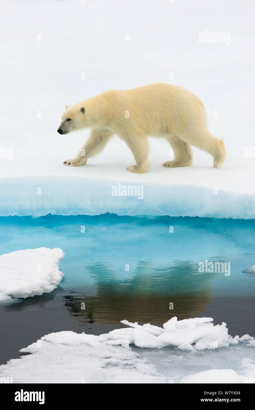 Polar bear (Ursus maritimus) walking on ice, reflected in still water, Spitsbergen, Svalbard, Norway. July. Stock Photo