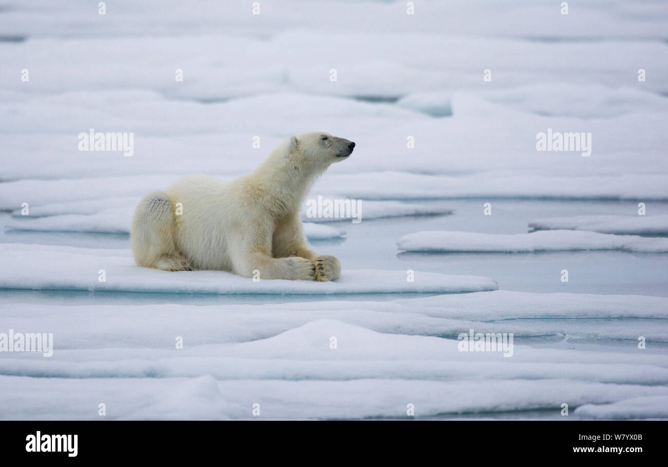 Polar bear (Ursus maritimus) resting on thin ice,  Spitsbergen, Svalbard, Norway, July. Stock Photo