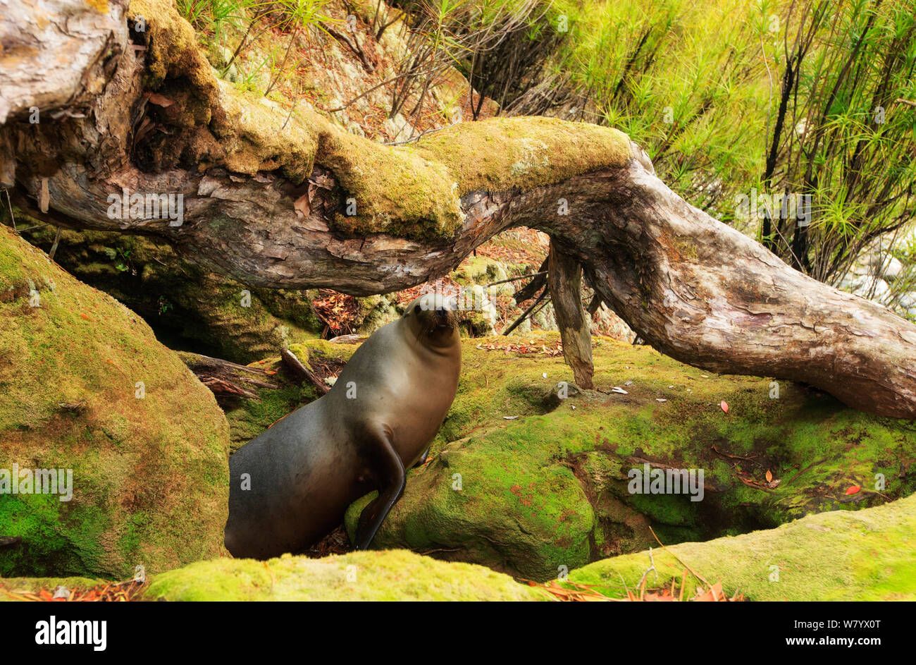 New Zealand sea lion (Phocarctos hookeri) on mossy rock, Auckland Island, Sub-Antarctic New Zealand, February. Stock Photo