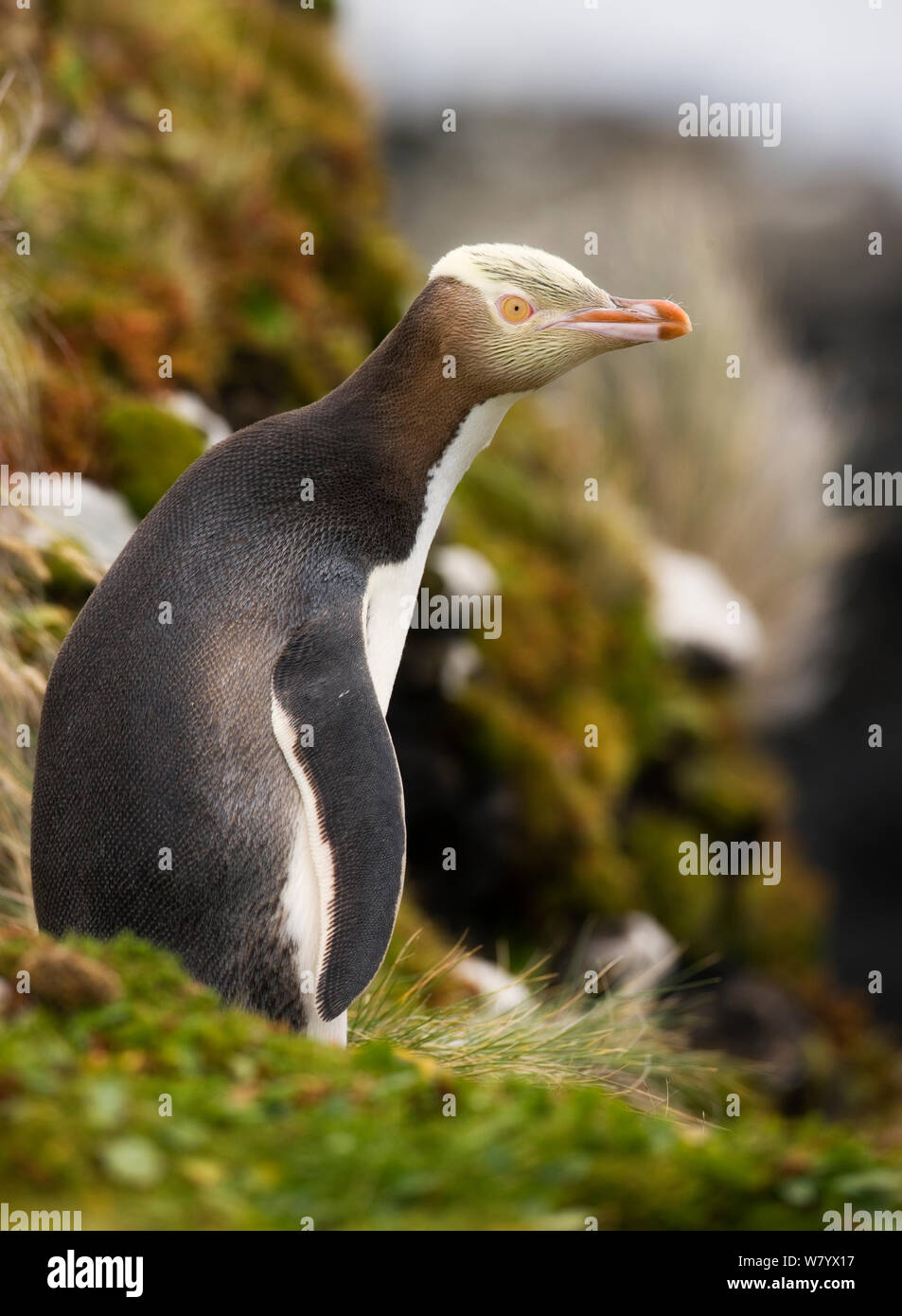 Yellow-eyed Penguin (Megadyptes antipodes) Auckland Islands, Sub-Antarctic New Zealand, February. Stock Photo