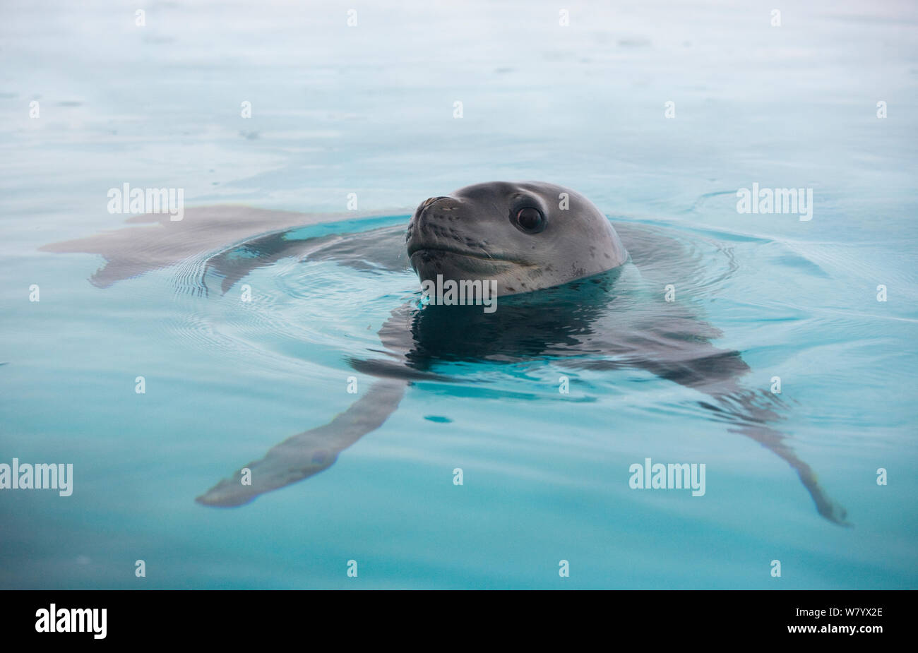 Seal leopard seal hi-res stock photography and images - Alamy