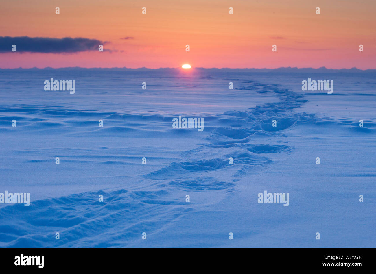 Polar Bear (Ursus maritimus) tracks in the ice at sunset, Spitsbergen, Svalbard, Norway, March. Stock Photo