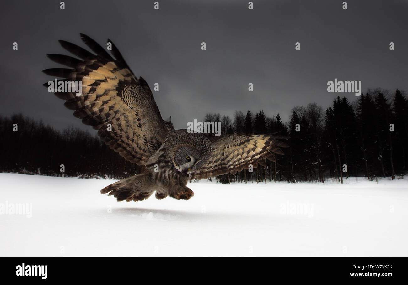 Great grey owl (Strix nebulosa lapponica) in flight, hunting in snow, Finland, March. Stock Photo