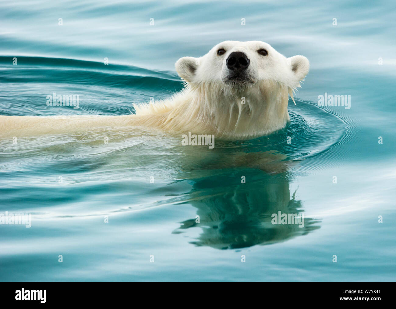 Polar bear (Ursus maritimus) swimming through still waters, Nordaustlandet, Svalbard, Norway, July. Stock Photo