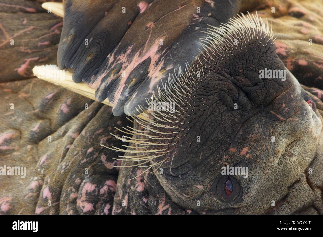 Walrus vibrissae hi-res stock photography and images - Alamy