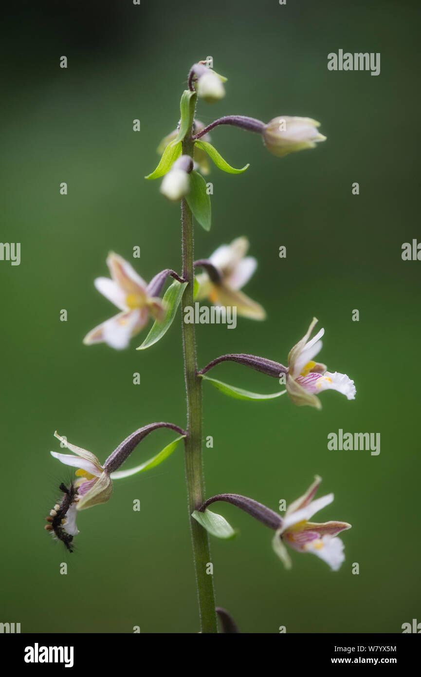 Marsh helleborine (Epipactis palustris) with Arctiid caterpillar (Arctidae) Hole, Norway, July. Stock Photo