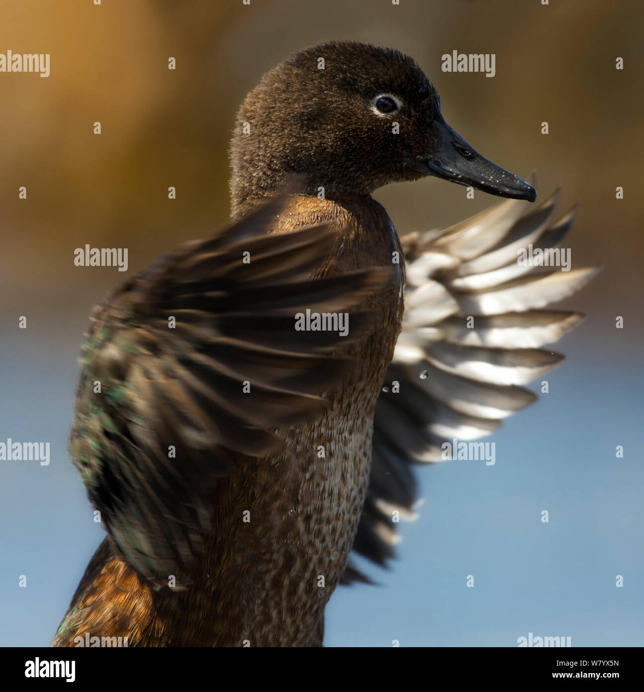 Auckland teal (Anas aucklandica) flapping wings, Auckland Islands, Sub-Antarctic New Zealand. Endemic, vulnerable species. Stock Photo