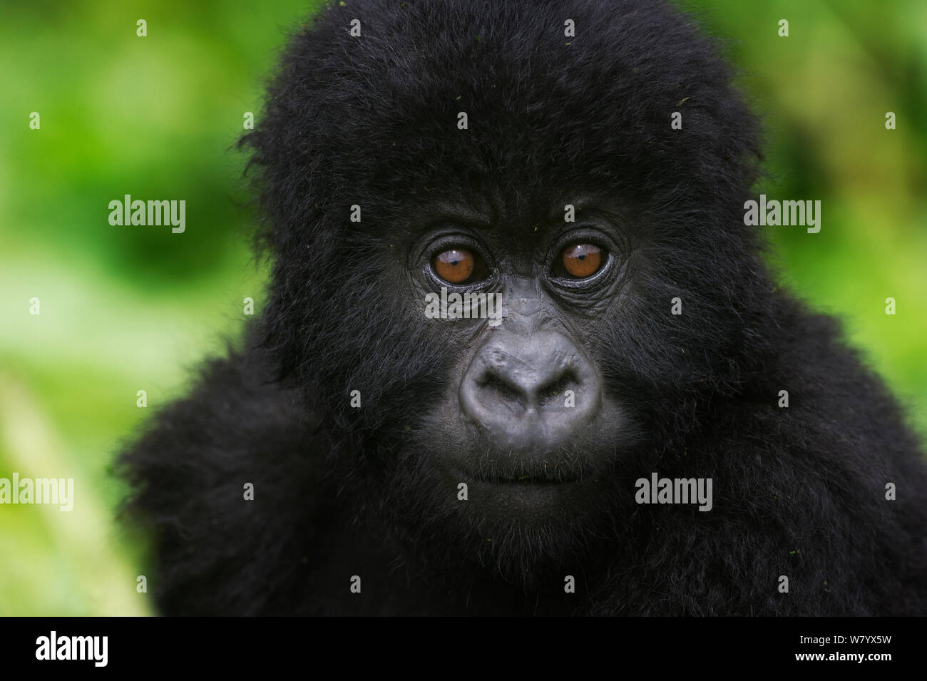 Mountain gorilla (Gorilla beringei beringei) baby portrait, Virunga, Rwanda Stock Photo