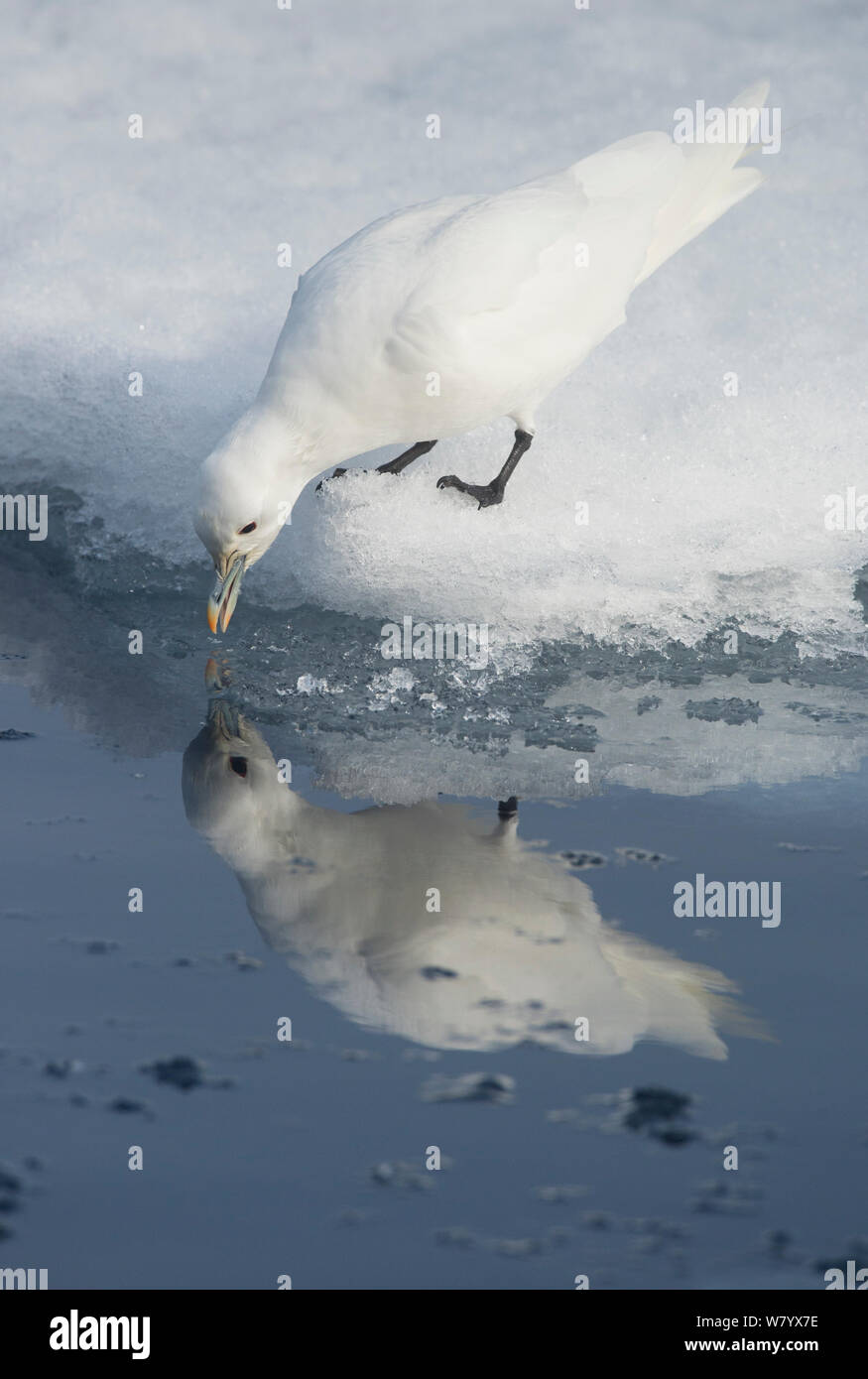 Ivory gull (Pagophila eburnea) drinking with reflection in water, Svalbard, Norway, July. Stock Photo