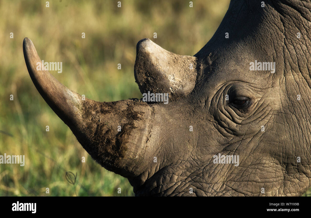White rhinoceros (Ceratotherium simum simum) close up of face and horns Lake Nakuru National Park, Kenya. Stock Photo