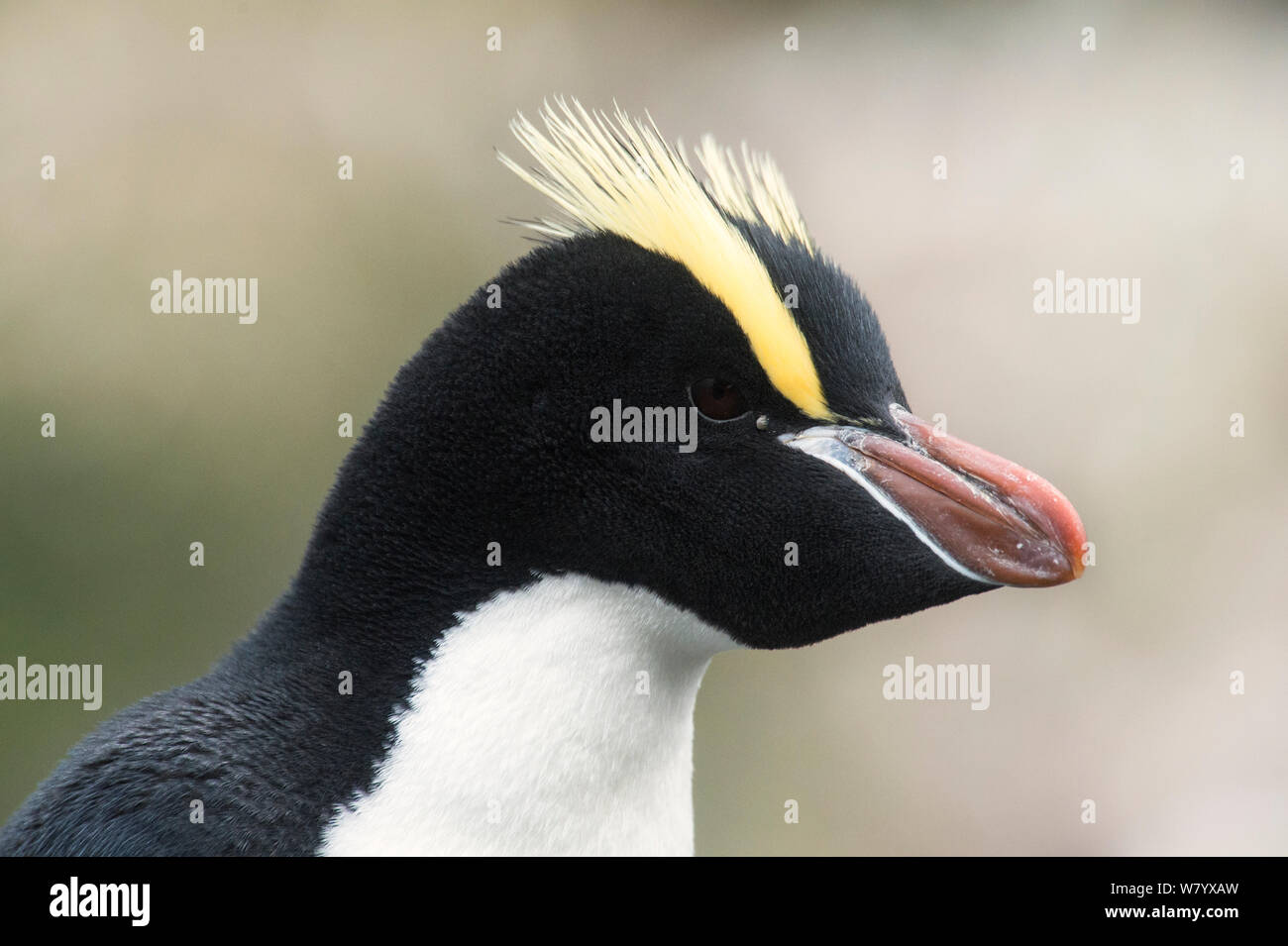 Erect-crested penguin (Eudyptes sclateri) portrait, Antipodes Island
