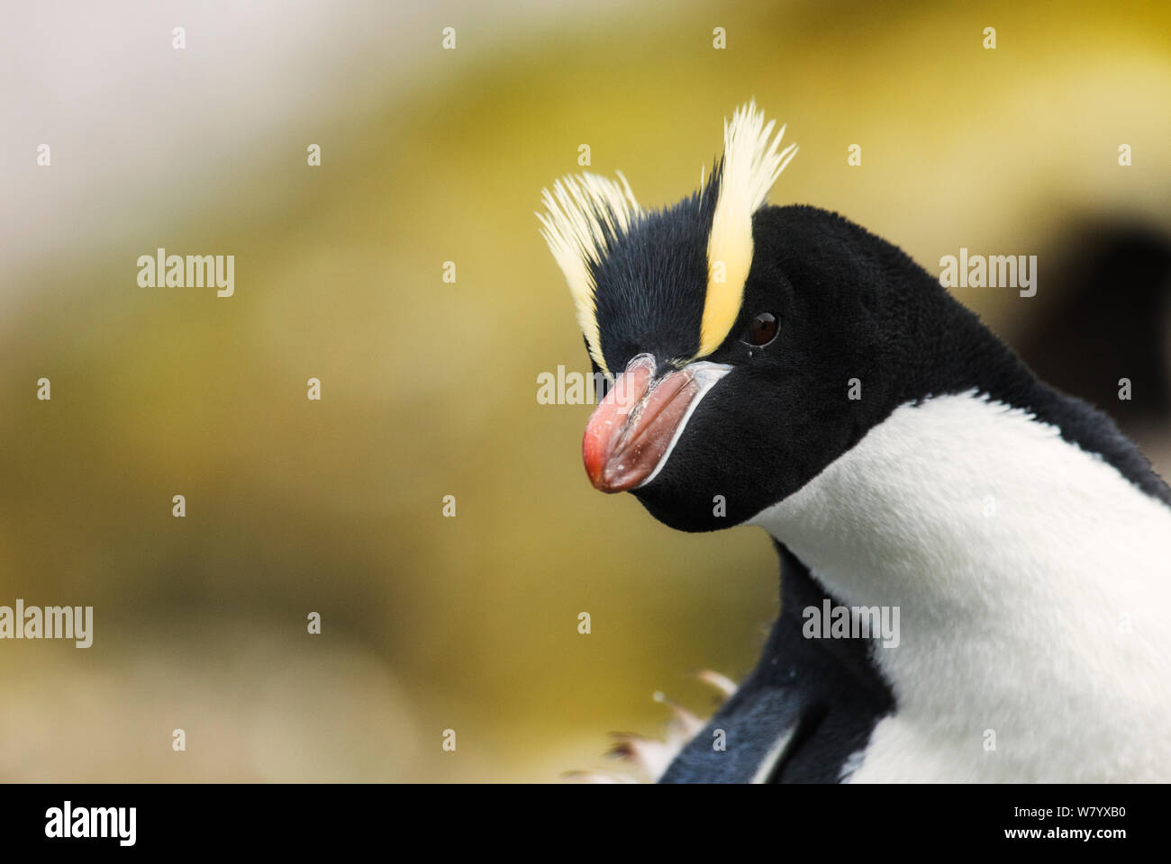Erect-crested penguin (Eudyptes sclateri) portrait, Antipodes Island