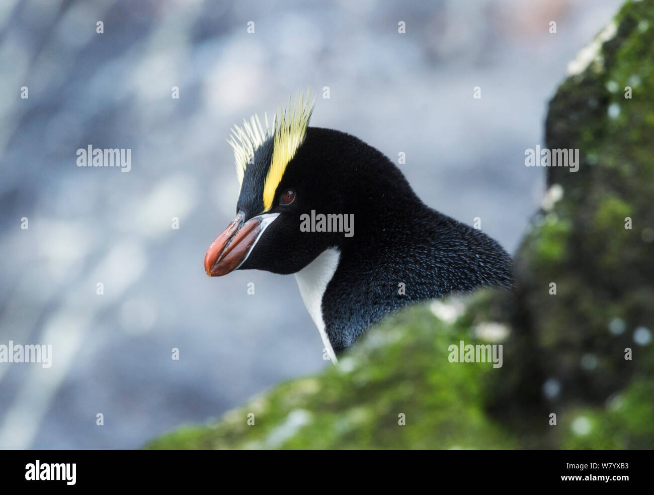 Erect-crested Penguin (Eudyptes sclateri) portrait, Antipodes Island