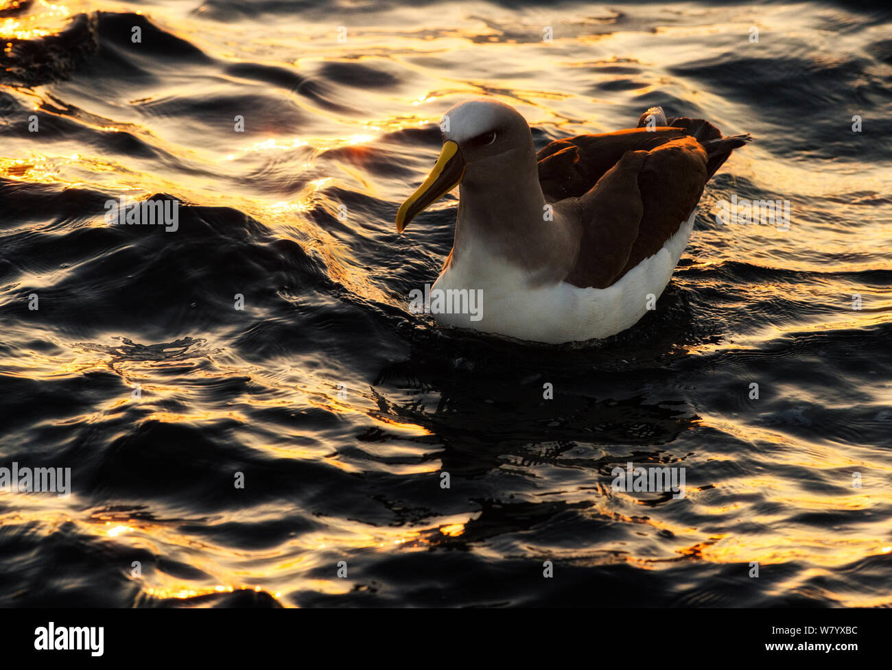 Buller&#39;s albatross (Thalassarche bulleri) swimming on the sea at sunrise near Pitt Island, Chatham Islands, New Zealand, March. Stock Photo