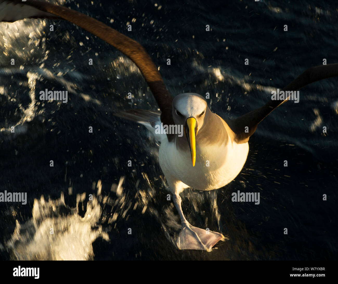 Buller&#39;s albatross (Thalassarche bulleri) taking off from water, near Chatham Islands, New Zealand, March. Stock Photo