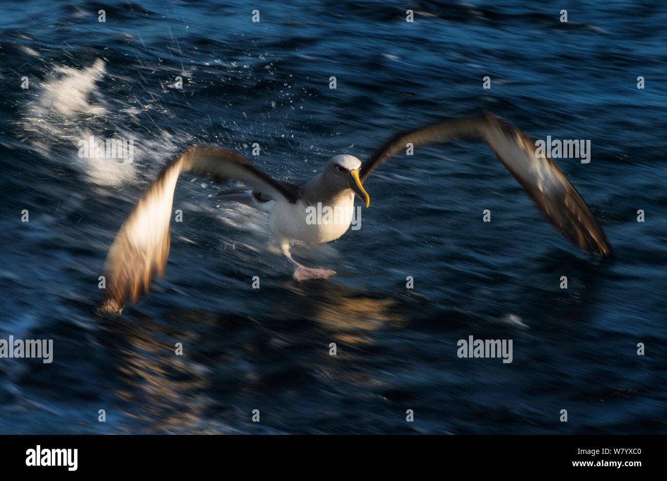Buller&#39;s albatross (Thalassarche bulleri) taking off water, near Chatham Islands, New Zealand, March. Stock Photo