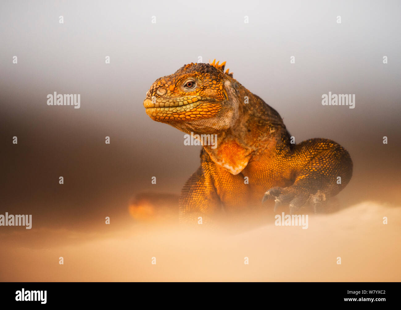 Galapagos land iguana (Conolophus subcristatus) portrait. Galapagos islands, endemic. Stock Photo