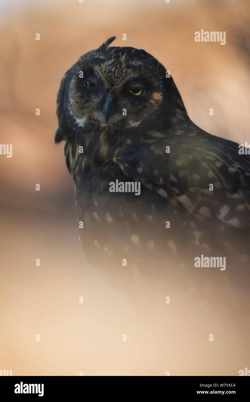 Short-eared owl (Asio flammeus galapagoensis), Genovesa Island, Galapagos Islands. Endemic. Stock Photo