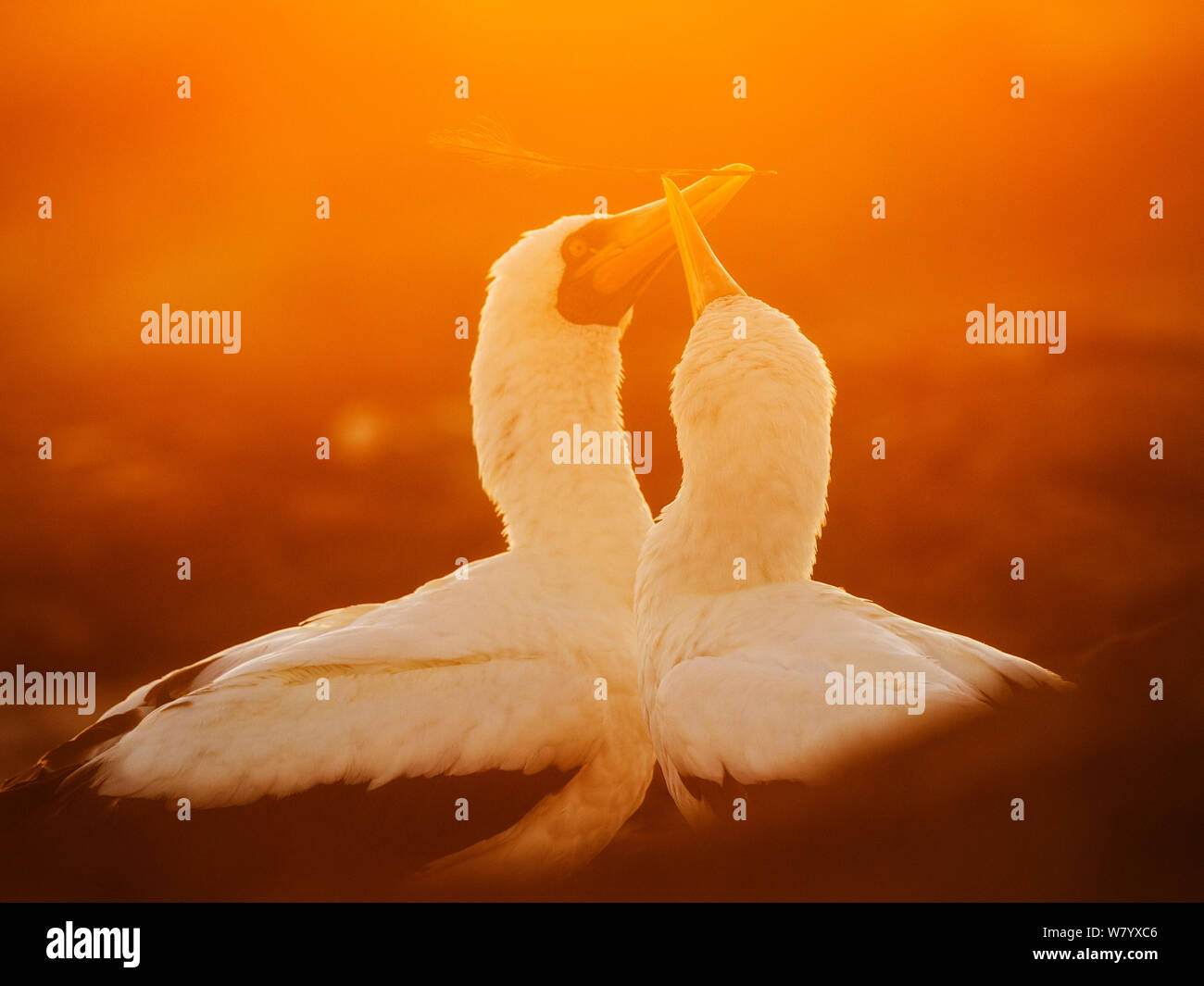 Nazca booby (Sula granti) courtship behavior at sunset. Galapagos Islands. Stock Photo