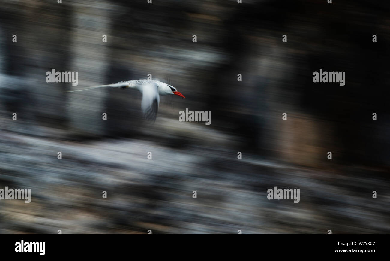 Red-billed tropicbird (Phaethon aethereus mesonauta) in flight, Galapagos Islands. Stock Photo