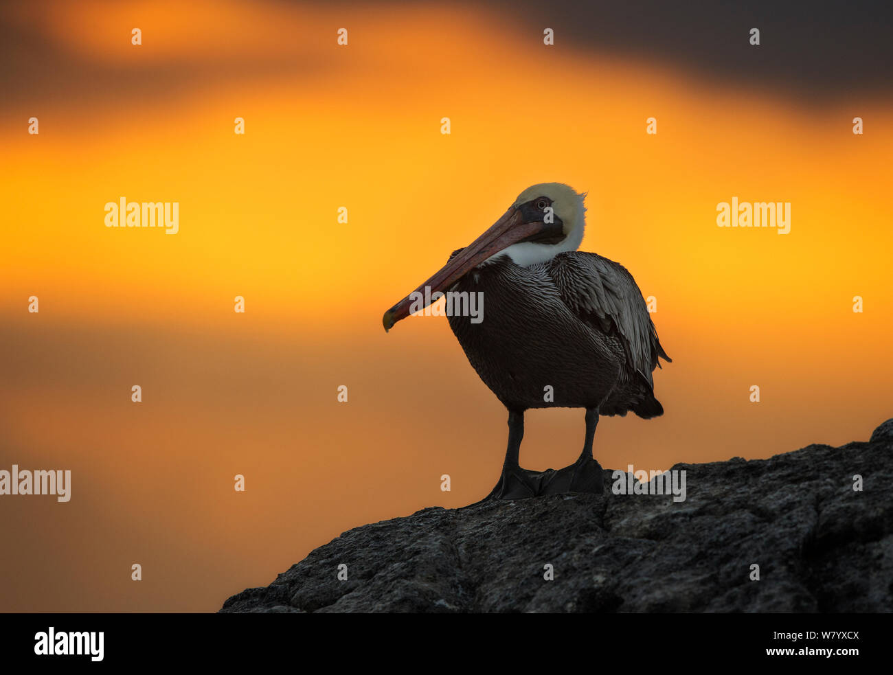 Brown pelican (Pelecanus occidentalis urinator) on coast at sunset, Galapagos. Stock Photo