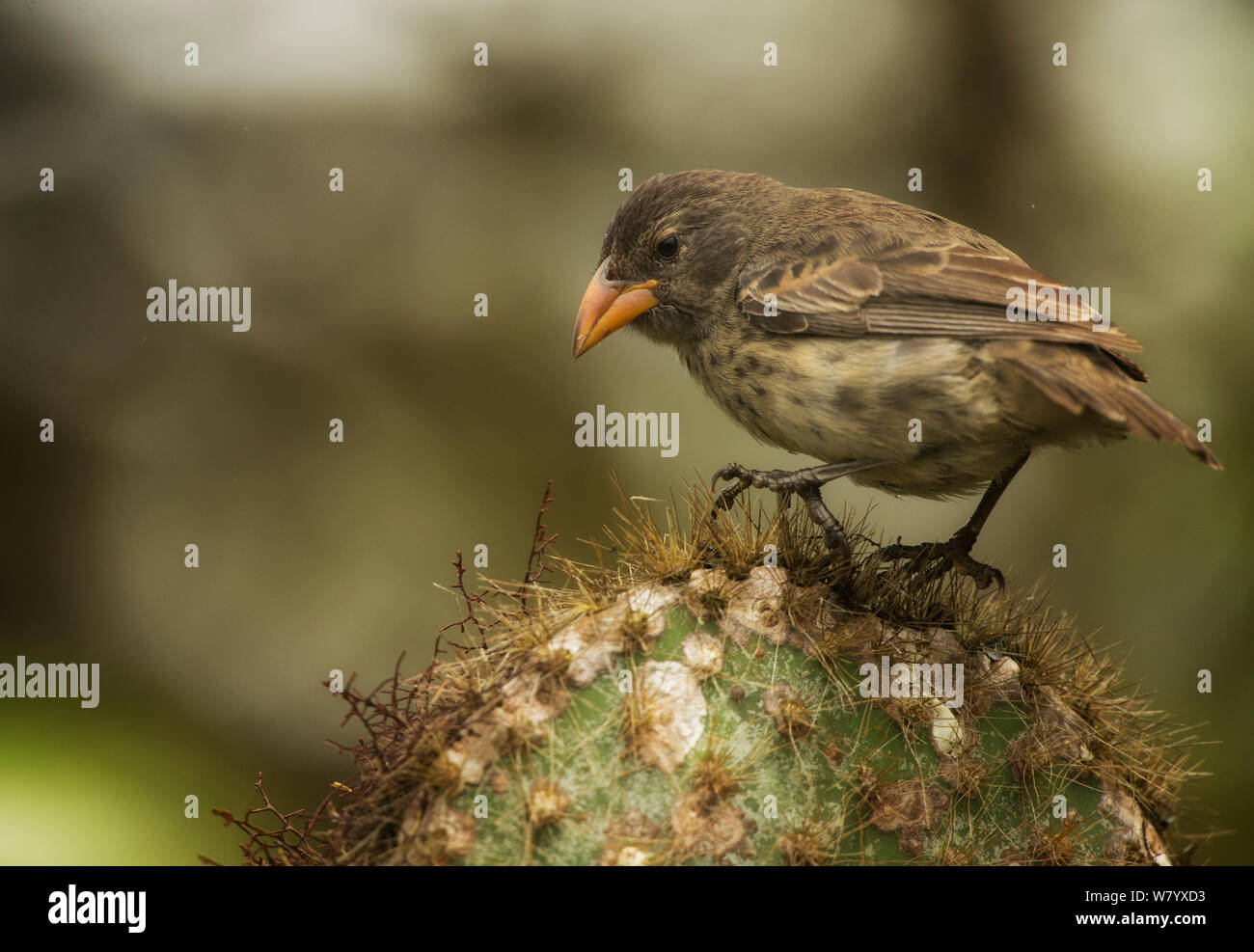 Common cactus finch (Geospiza scandens intermedia) on cactus, Galapagos. Endemic. Stock Photo