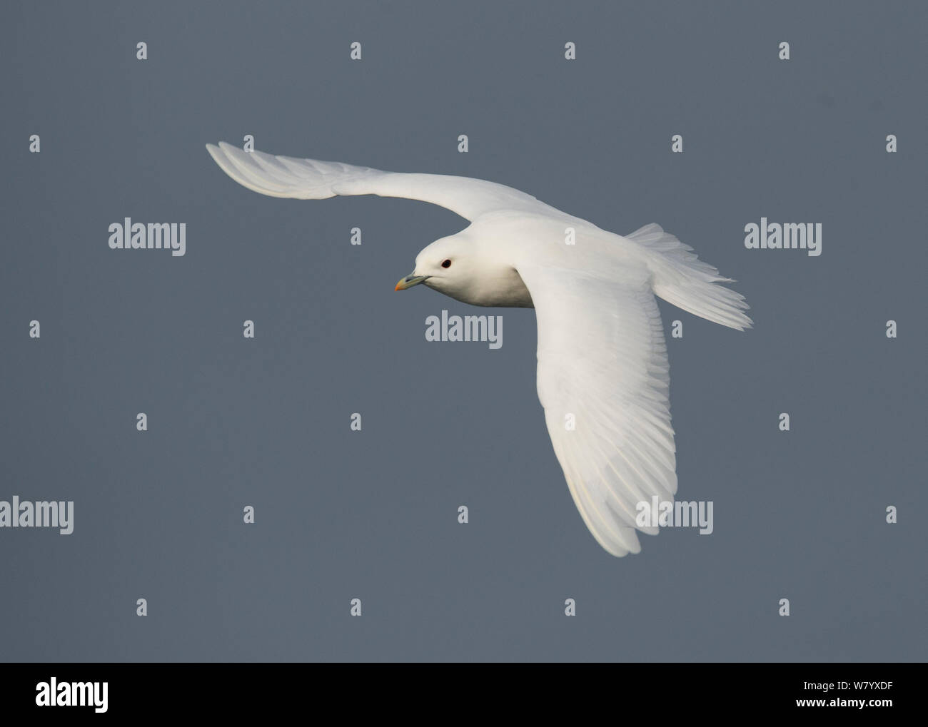 Ivory gull (Pagophila eburnea) in flight, Storfjorden, Svalbard, Norway, June. Stock Photo