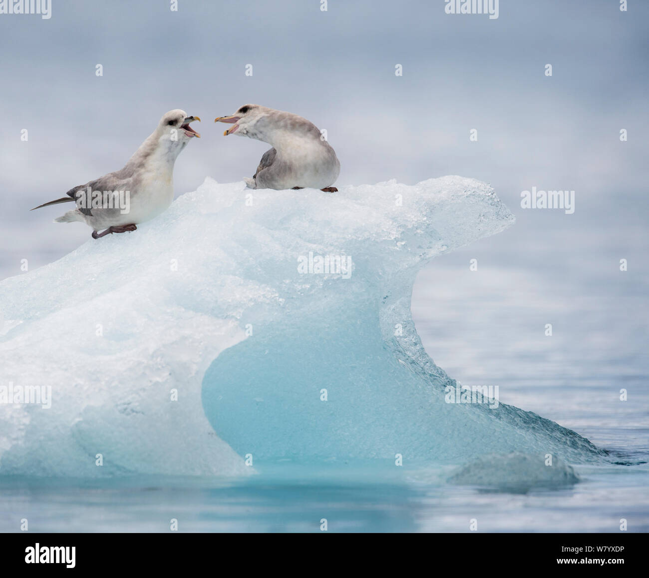 Northern fulmars (Fulmarus glacialis) squabbling on iceberg, Hornsund, Svalbard, Norway, June. Stock Photo