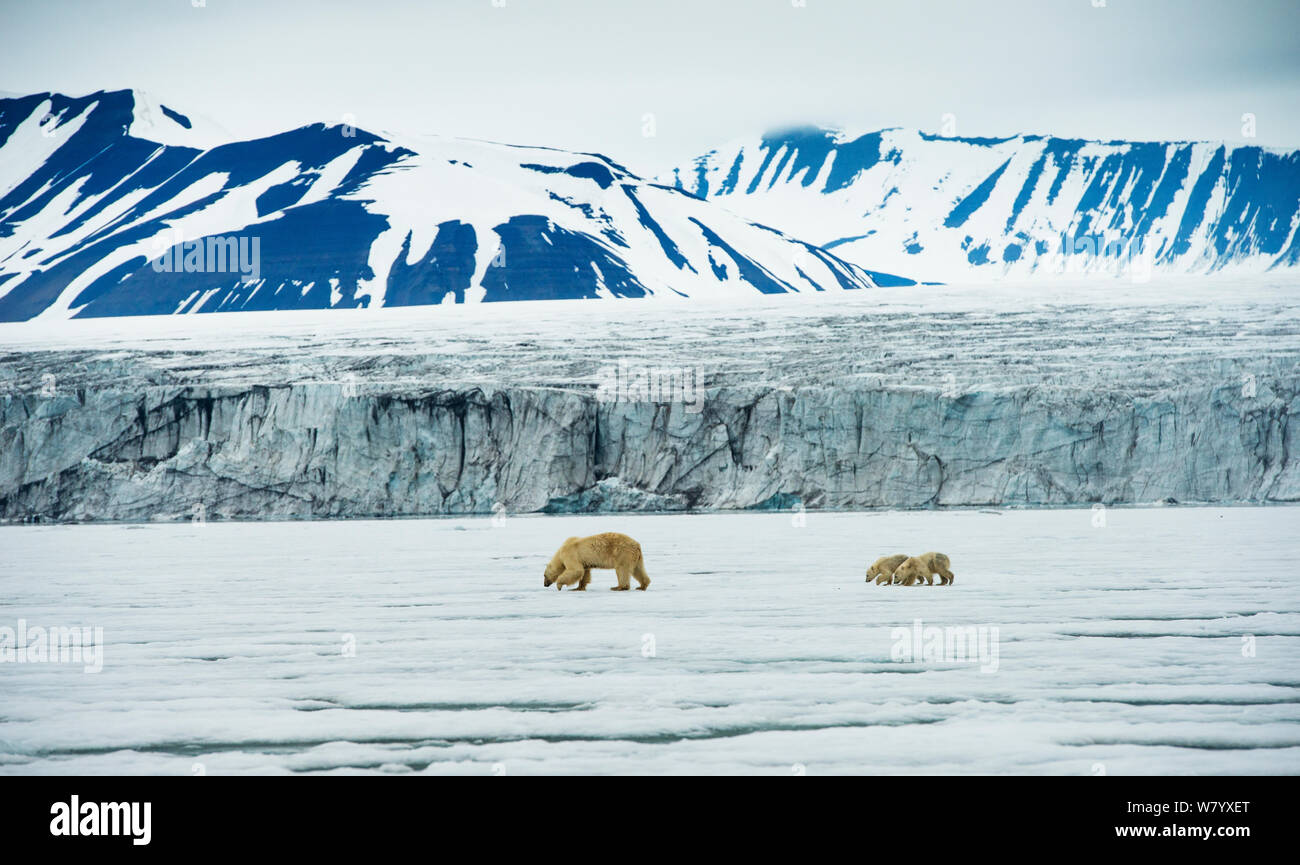Polar bear (Ursus maritimus) mother walking with two cubs in front of glacier, Spitsbergen, Svalbard, July. Stock Photo