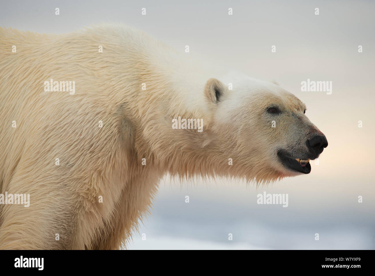 Polar bear (Ursus maritimus) close up portrait, Svalbard, Norway, July. Stock Photo