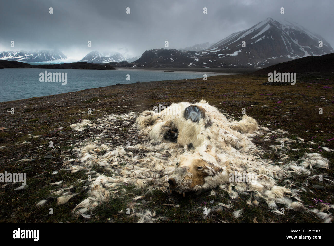 Dead Polar bear (Ursus maritimus) on shore of Liefdefjorden, partially decomposed with fur surrounding it. Svalbard, Norway Stock Photo