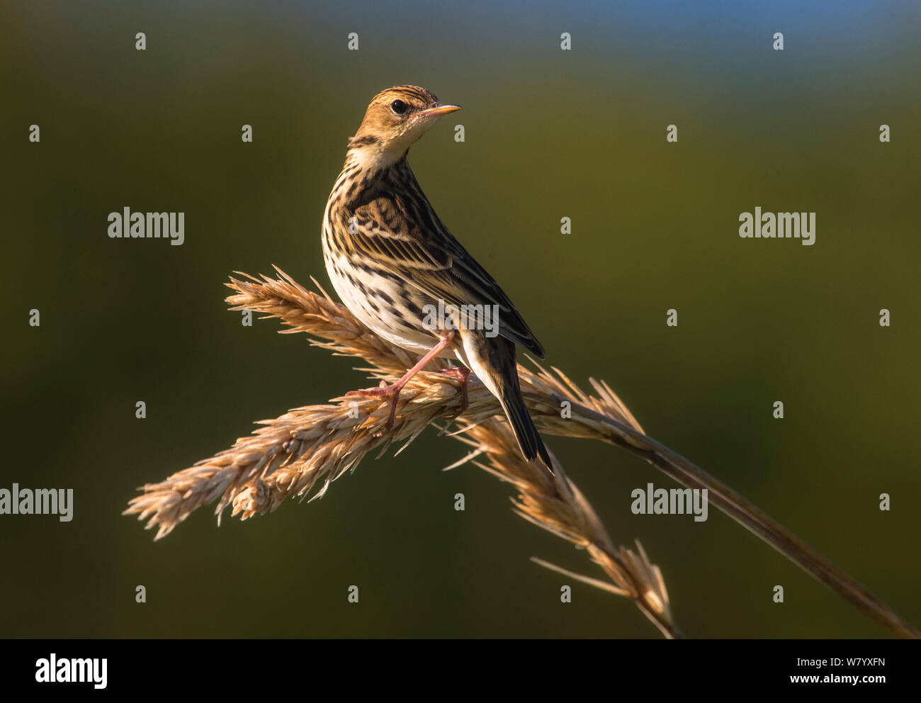 Pechora pipit (Anthus gustavi stejnegeri) perched on grass seed head, Commander Island, Russia, September. Stock Photo