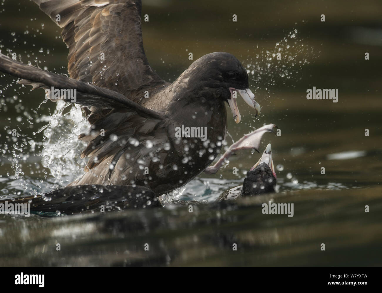 Flesh-footed shearwater (Puffinus carneipes)  pair mating in water, Commander Island, Russia, September. Stock Photo