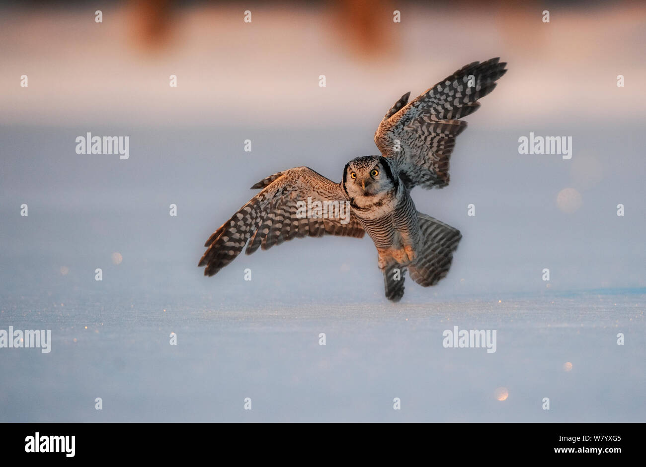 Northern hawk owl (Surnia ulula ulula) hunting, swooping low to the snow, Norway, February. Stock Photo