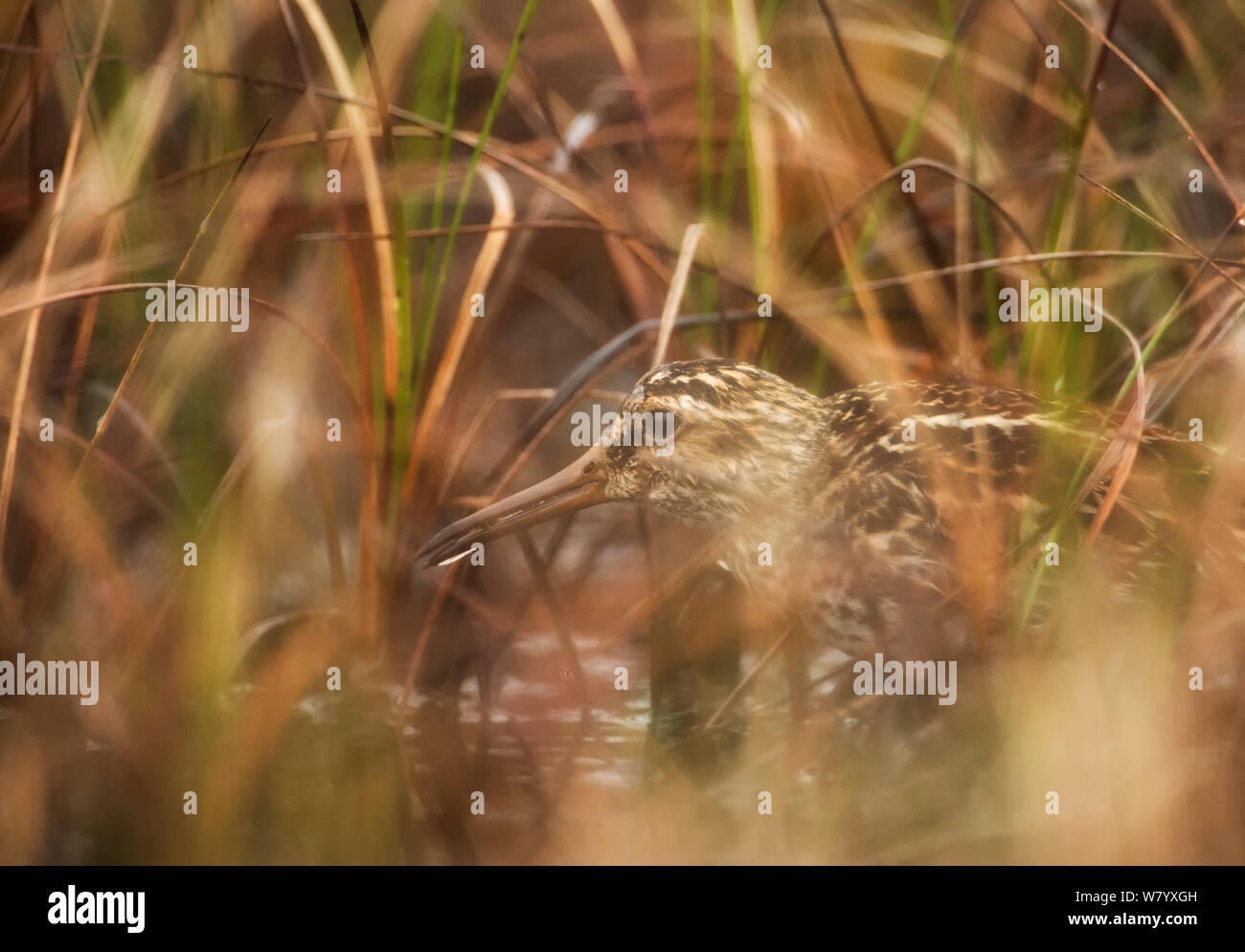 Broad-billed sandpiper (Limicola falcinellus falcinellus) hidden among reeds in wetland, Norway, June. Stock Photo