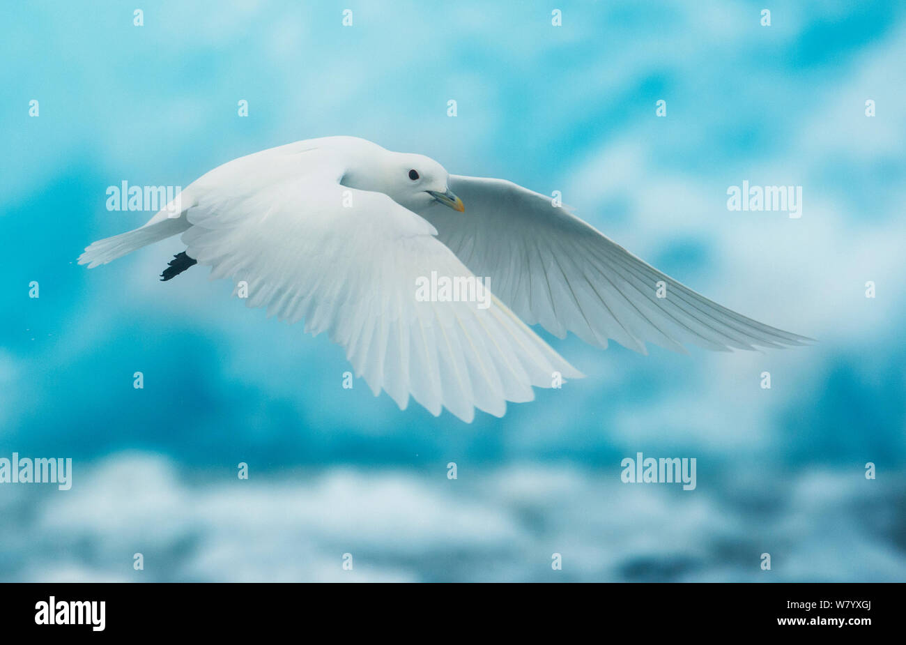 Ivory gull (Pagophila eburnea) in flight in front of blue ice, Svalbard, Norway. July. Stock Photo