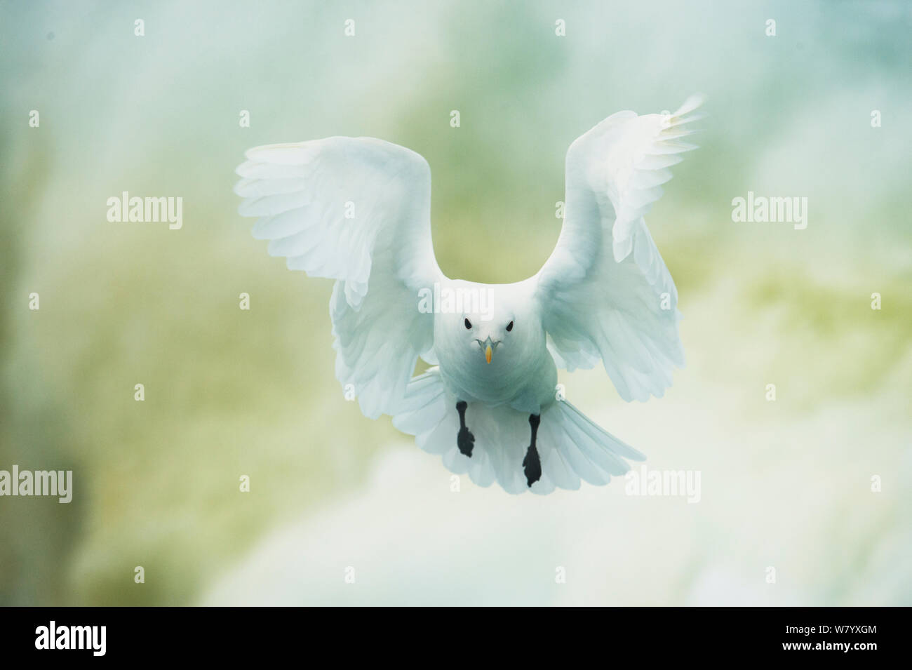 Ivory gull (Pagophila eburnea) in flight, front view, Svalbard, Norway, July. Stock Photo