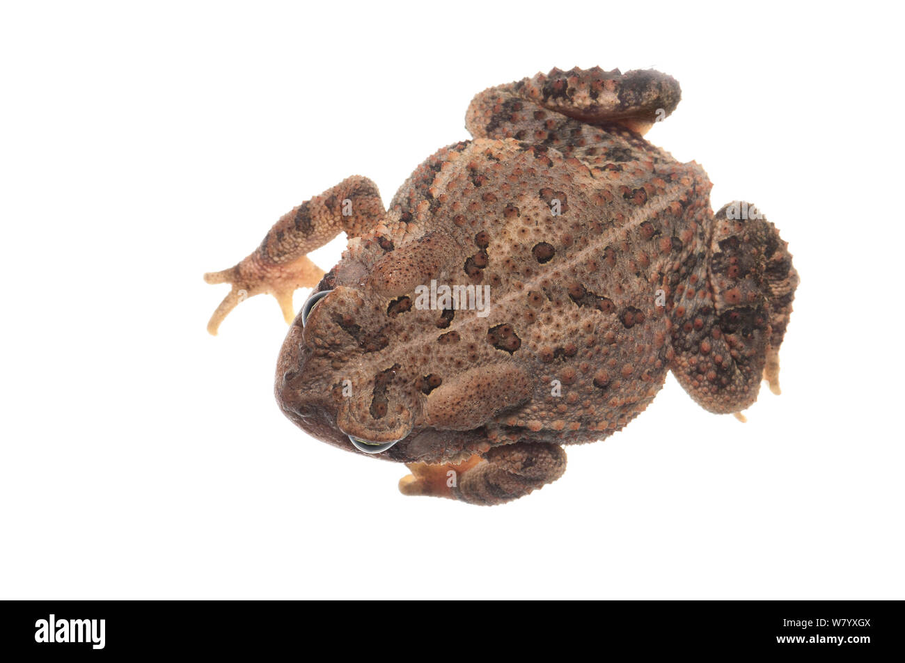 Fowler&#39;s toad (Anaxyrus fowleri) Oxford, Mississippi, USA, April. Meetyourneighbours.net project Stock Photo