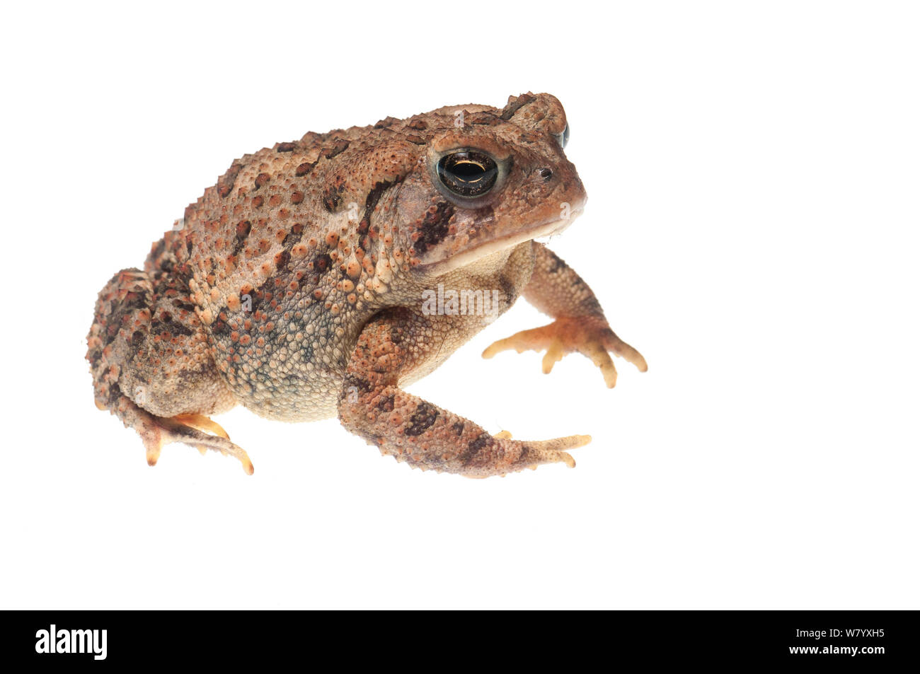 Fowler&#39;s toad (Anaxyrus fowleri) Oxford, Mississippi, USA, April. Meetyourneighbours.net project Stock Photo