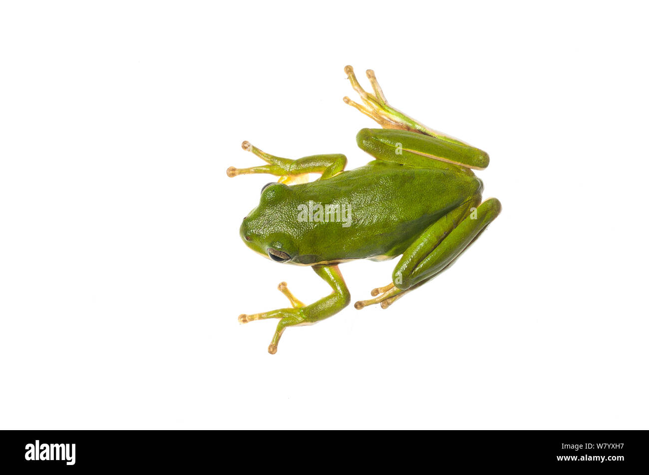 Green treefrog (Hyla cinerea) Water Valley, Mississippi, USA, April. Meetyourneighbours.net project Stock Photo