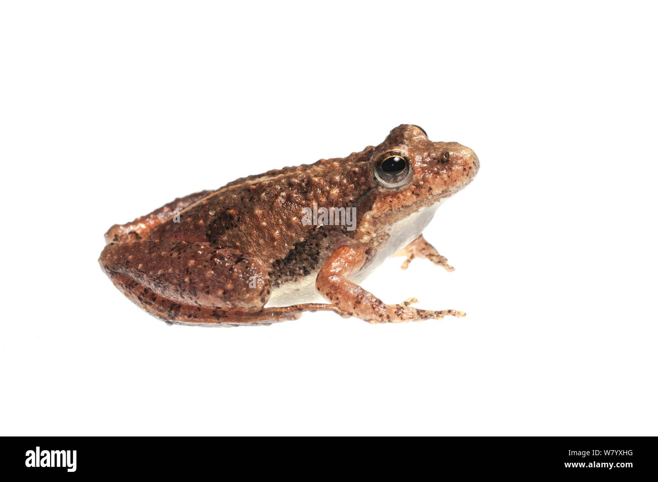 Southern Cricket frog (Acris gryllus) Oxford, Mississippi, USA, April. Meetyourneighbours.net project Stock Photo