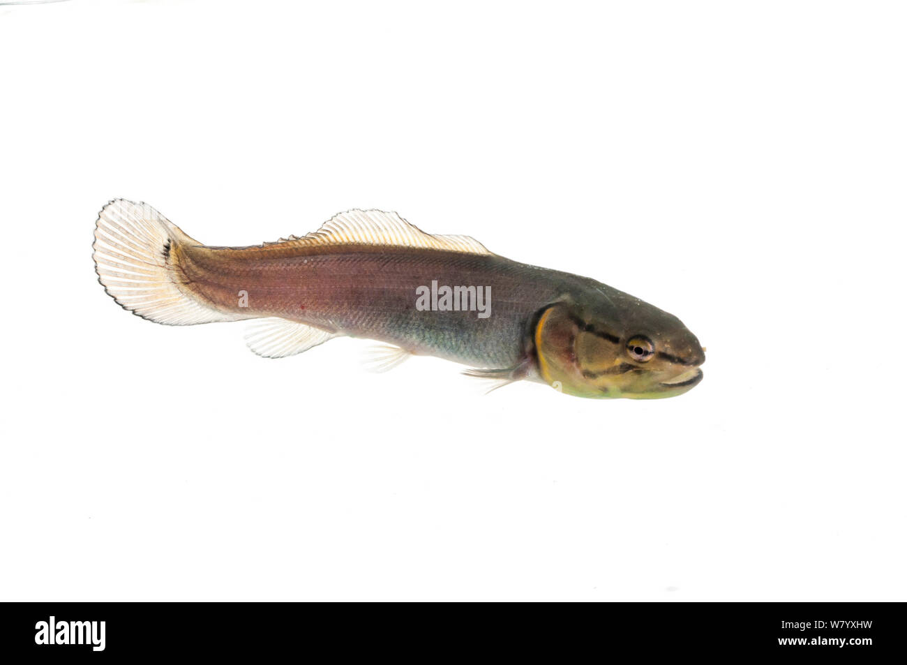 Juvenile Bowfin (Amia calva) Water Valley, Mississippi, USA, April. Meetyourneighbours.net project Stock Photo