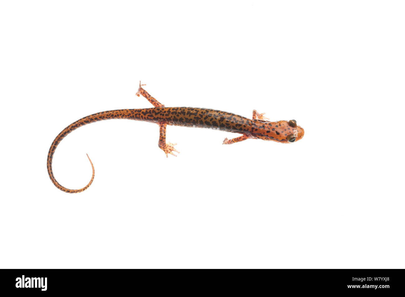 Long-tailed salamander (Eurycea longicauda) Tishomingo State Park, Mississippi, USA, April. Meetyourneighbours.net project Stock Photo