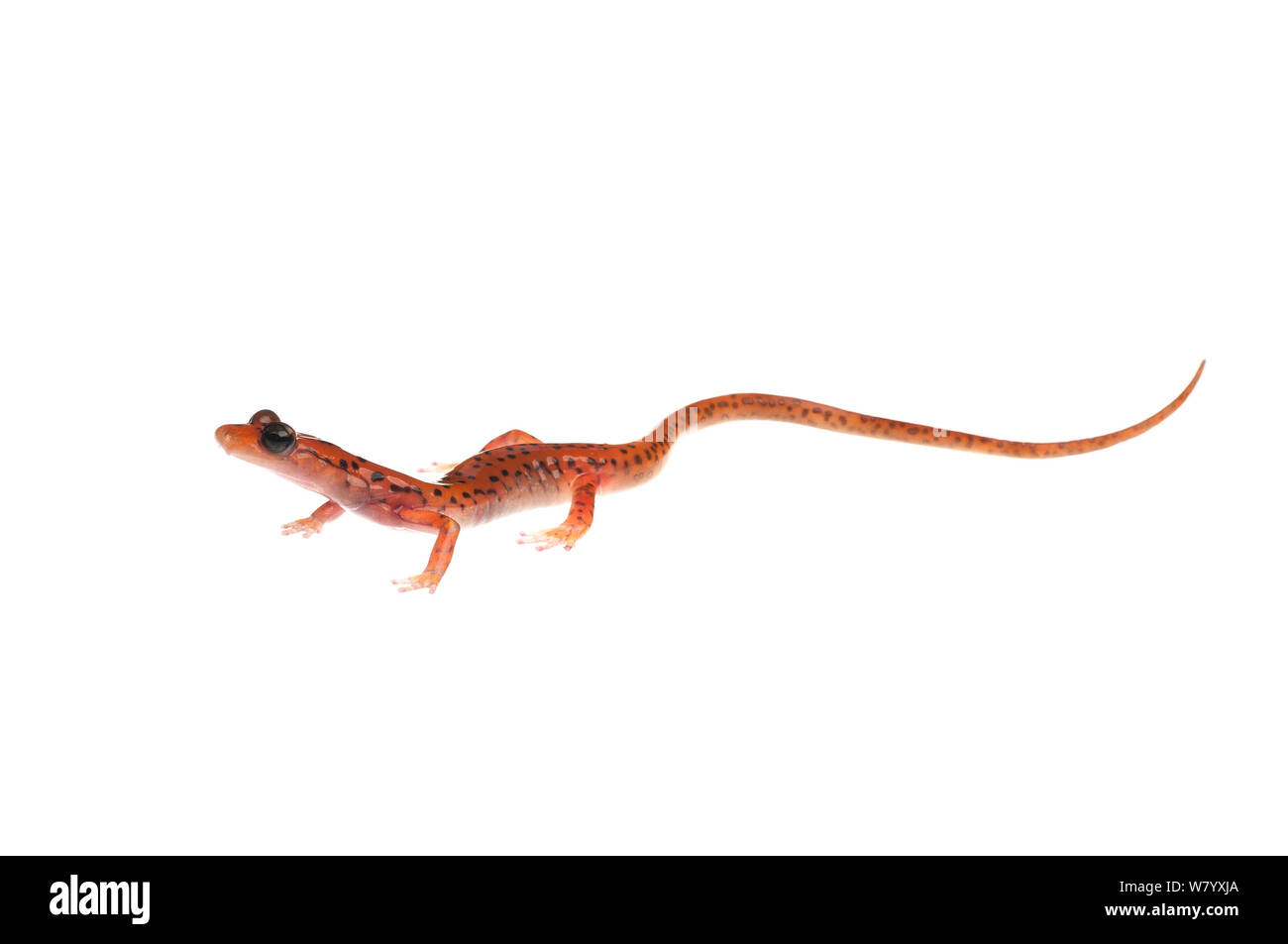 Cave salamander (Eurycea lucifuga) Tishomingo State Park, Mississippi, USA, April. Meetyourneighbours.net project Stock Photo