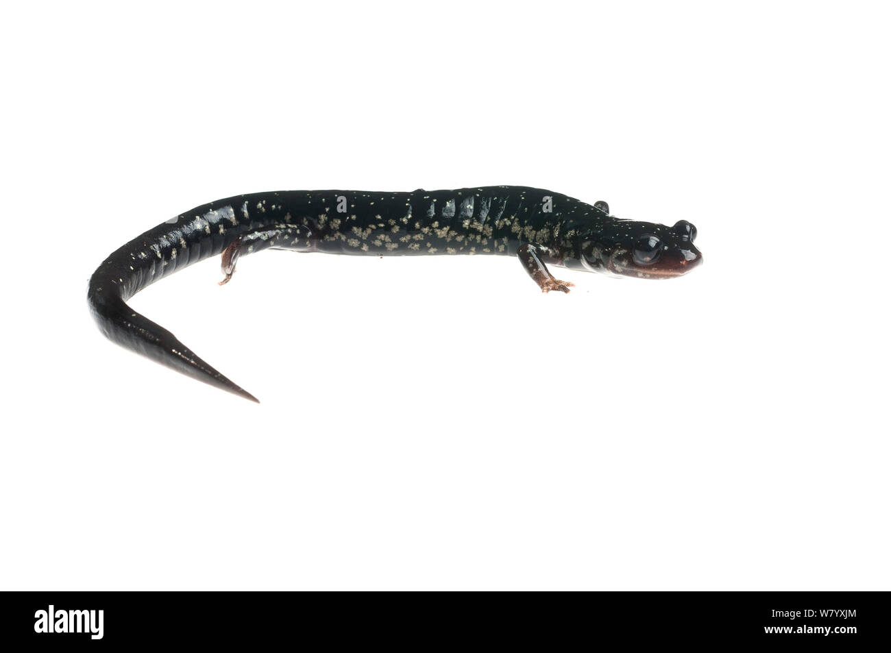 Mississippi slimy salamander (Plethodon mississippi) Tishomingo State Park, Mississippi, USA, April. Meetyourneighbours.net project Stock Photo