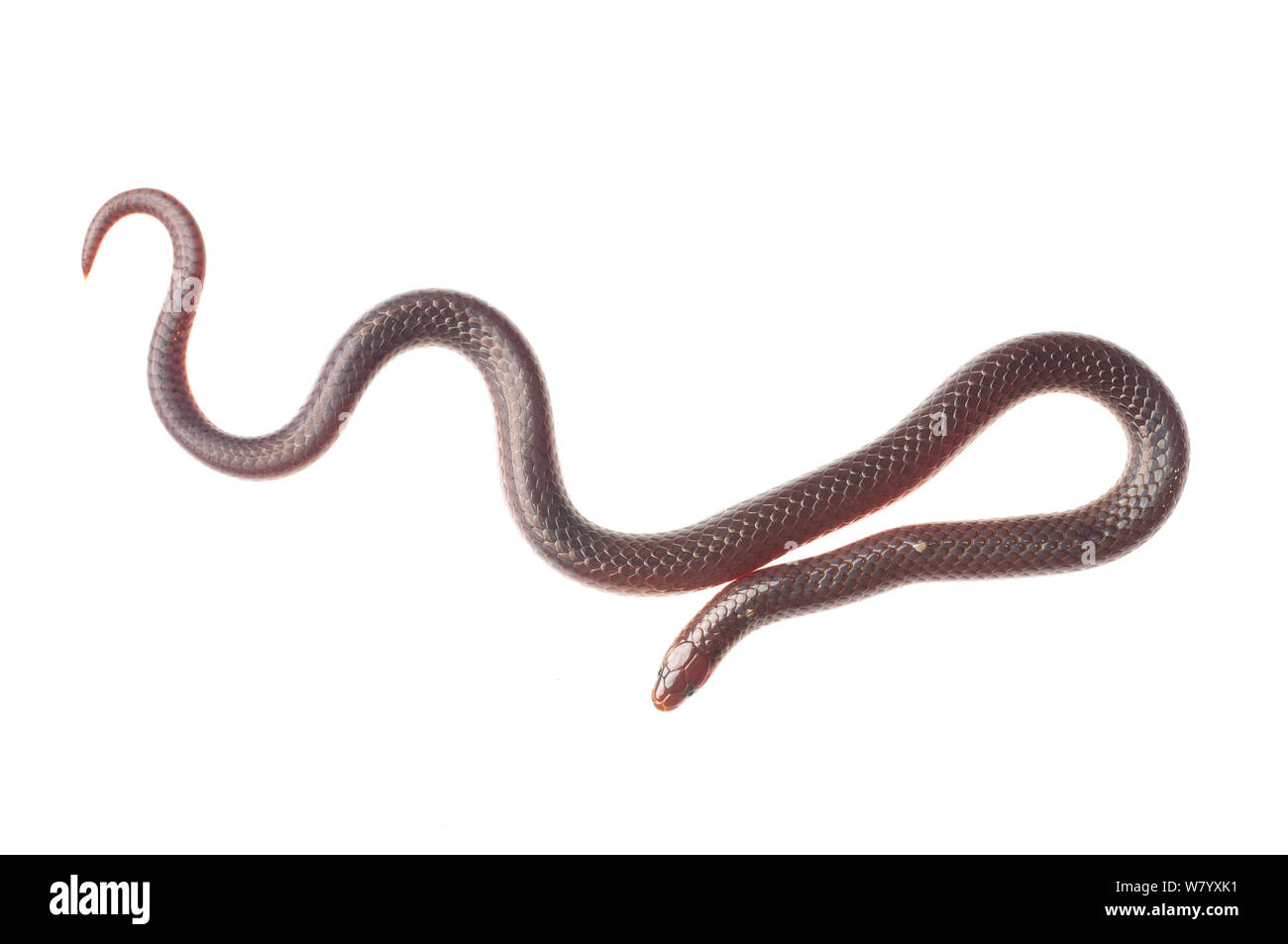 Eastern worm snake (Carphophis amoenus) Tishomingo State Park, Mississippi, USA, April. Meetyourneighbours.net project Stock Photo