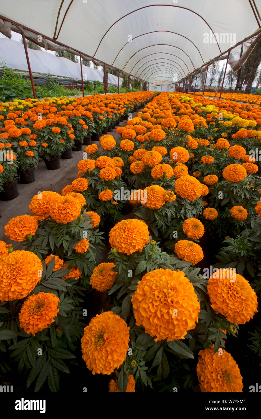 Mexican Marigold Stock Photos & Mexican Marigold Stock Images Alamy