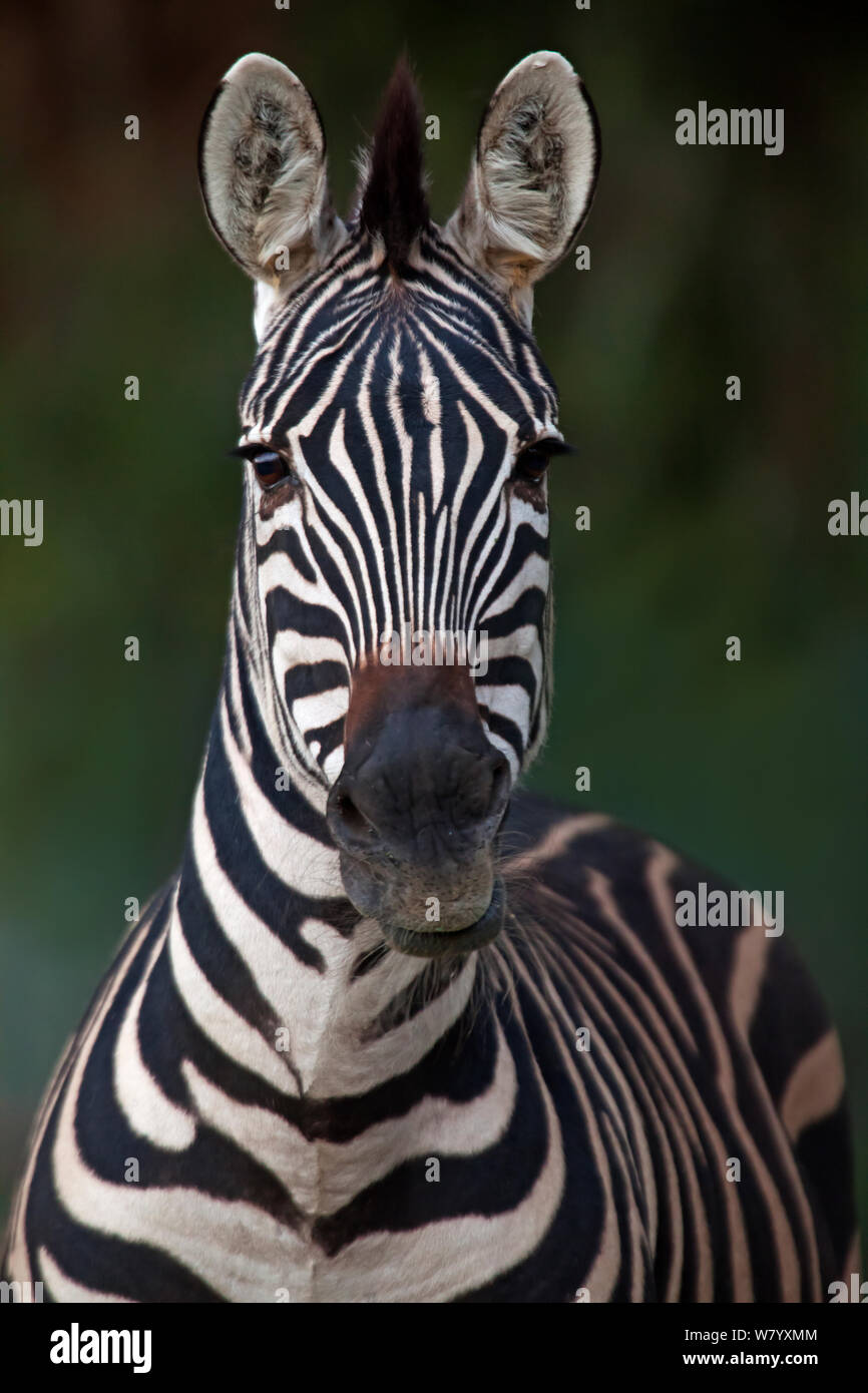 Plains Zebra (Equus quagga) portrait, captive. Stock Photo