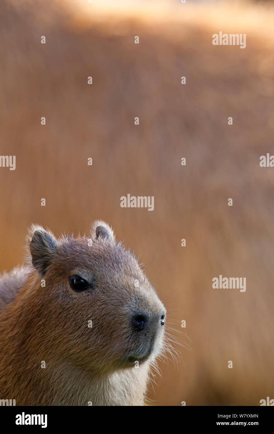 Capybara (Hydrochoerus hydrochaeris) young, captive. Stock Photo